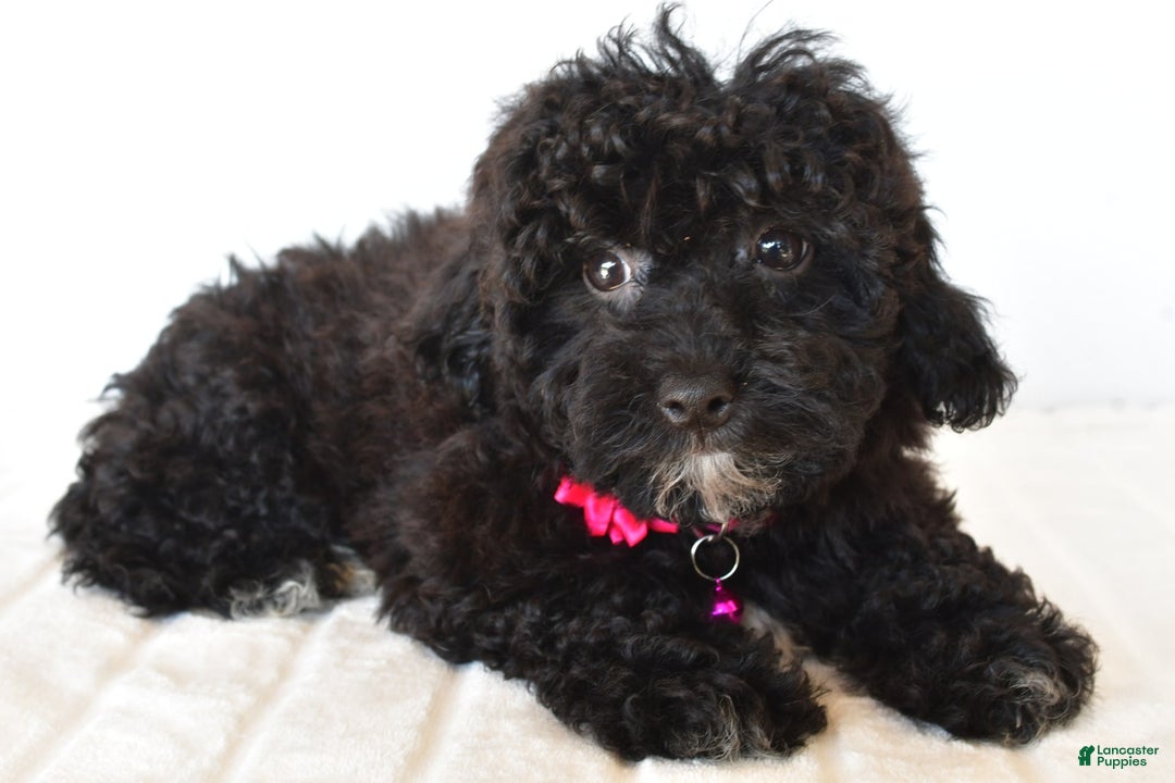 Bichpoo dogs for sale: Roxan - Image 6