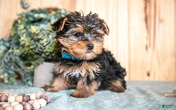 Yorkshire Terrier dogs for sale: Yorkshire Terrier 2 puppies - Image 5