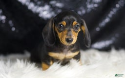 Miniature Dachshund dogs for sale: Susie - Image 2