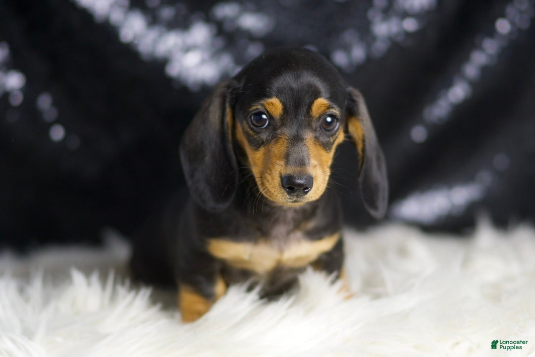 Miniature Dachshund dogs for sale: Susie - Image 2