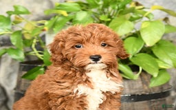 Cockapoo dogs for sale: Sparkey - Image 3