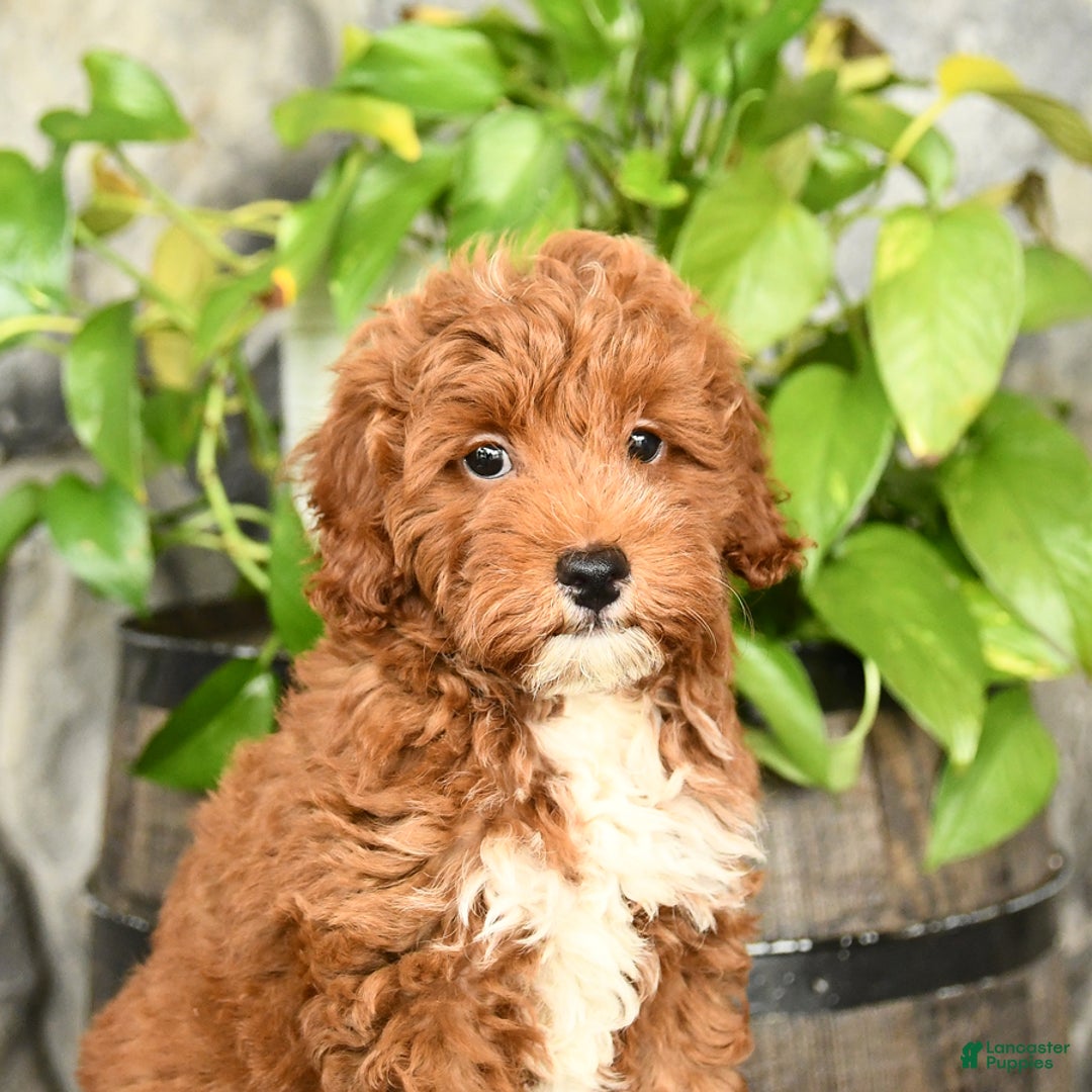Cockapoo dogs for sale: Sparkey - Image 3