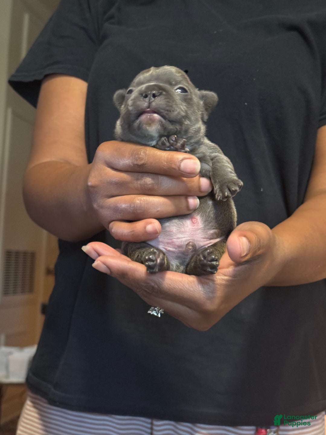 French Bulldog dogs for sale: Female 2 - Image 6