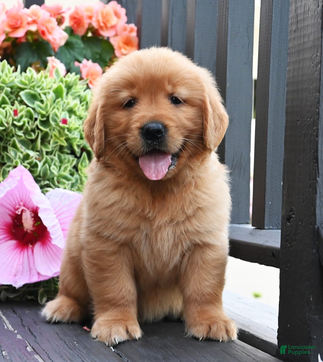 Golden Retriever dogs for sale: Wallace - Image 3