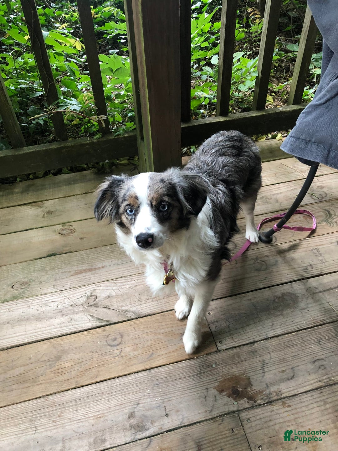 Miniature Australian Shepherd dogs for sale: Maggie - Image 6