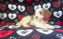 Cavapoo dogs for sale: Ace - Image 10