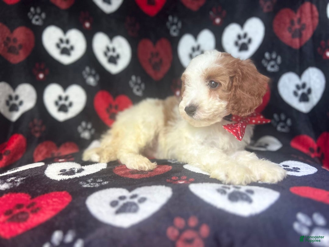 Cavapoo dogs for sale: Ace - Image 10