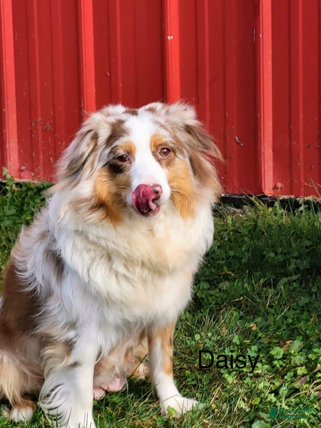 Miniature Australian Shepherd dogs for sale: Tasha - Image 11