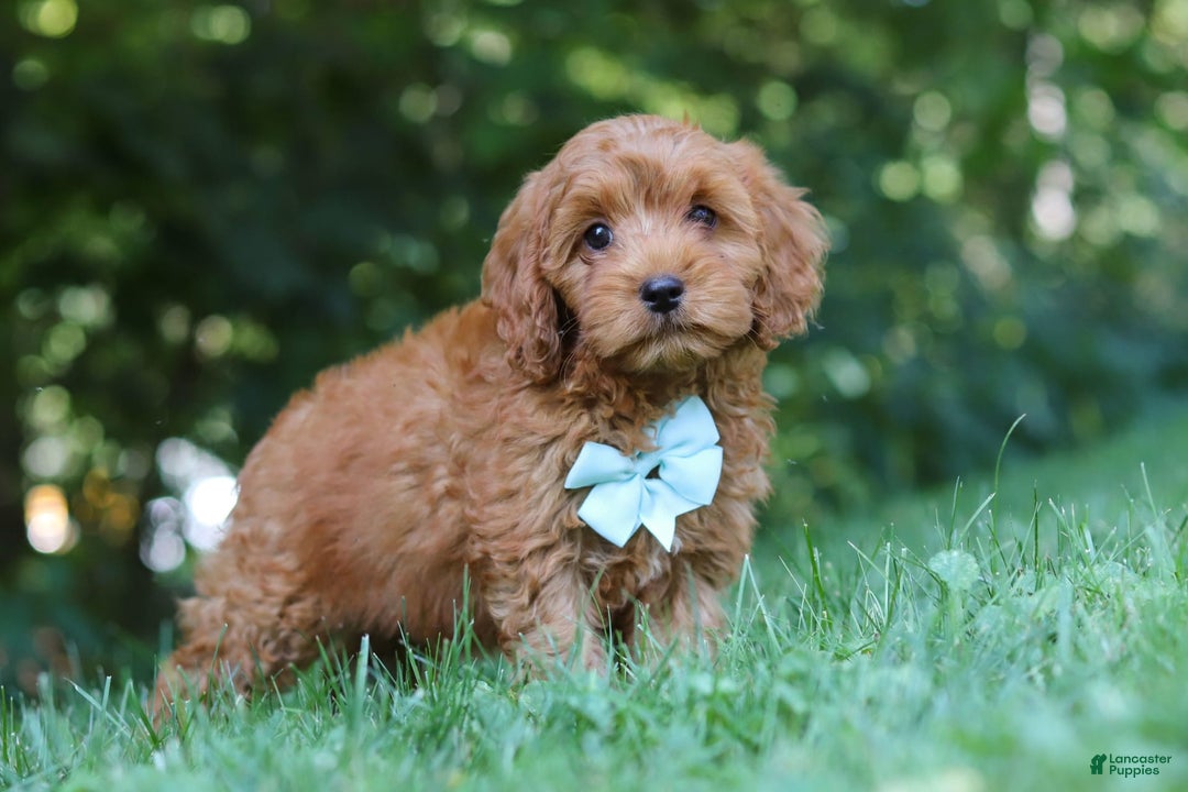 Cavapoo dogs for sale: Jude - Image 10