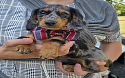Miniature Dachshund dogs for sale: Andrew - Image 8