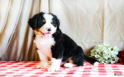 Bernese Mountain Dog dogs for sale: Milo - Image 2