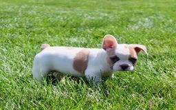 French Bulldog dogs for sale: Wendy - Image 5