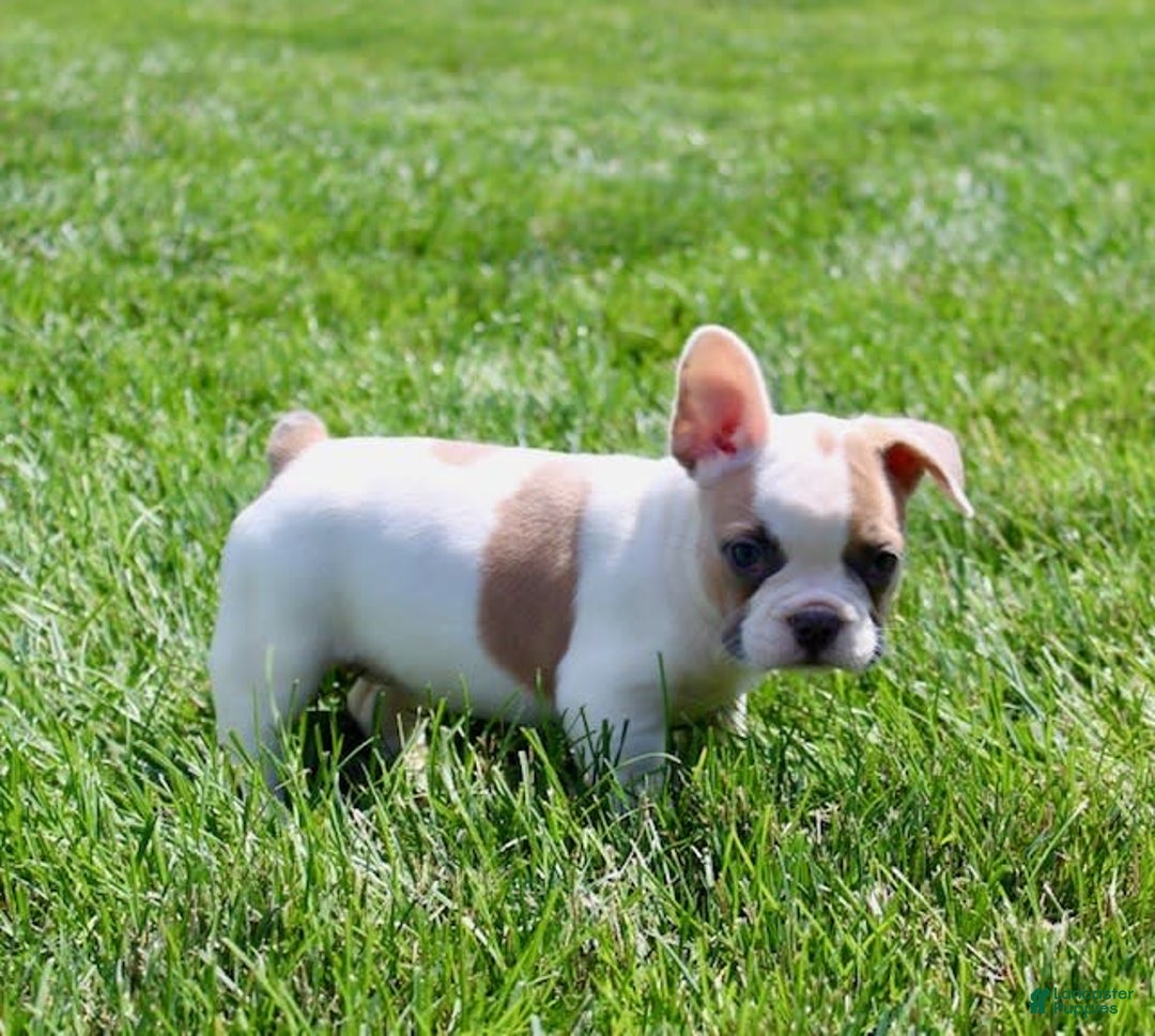 French Bulldog dogs for sale: Wendy - Image 5