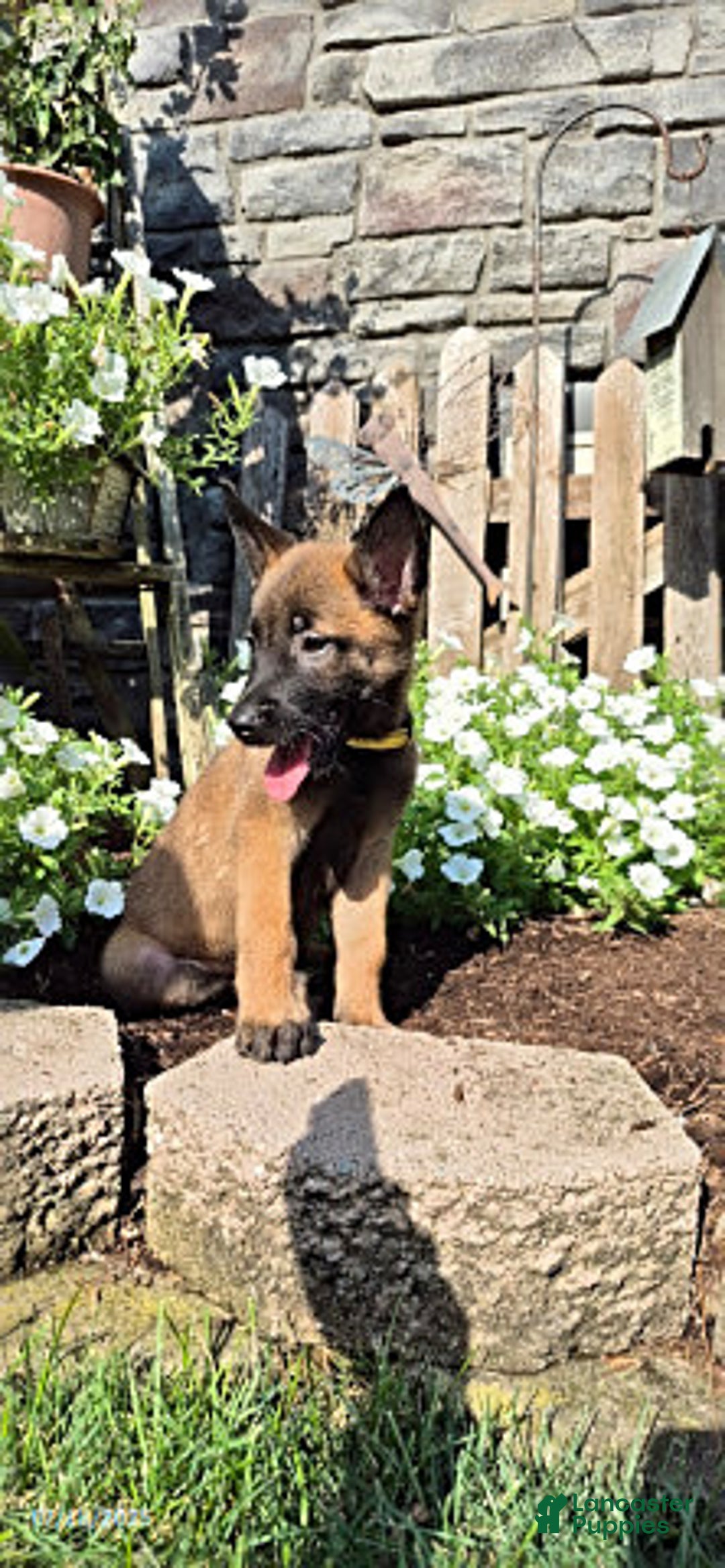 Belgian Malinois dogs for sale: Liberty - Image 4