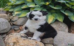 Miniature Australian Shepherd dogs for sale: Axel Toy - Image 30