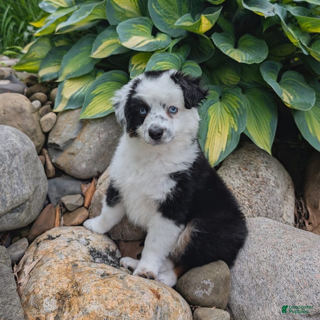 Miniature Australian Shepherd dogs for sale: Axel Toy - Image 30