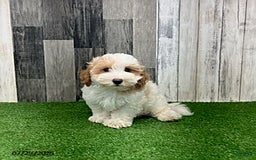 Maltipoo dogs for sale: Jolan - Image 1