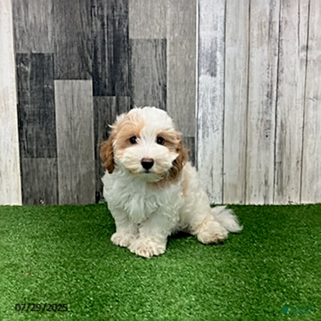 Maltipoo dogs for sale: Jolan - Image 1