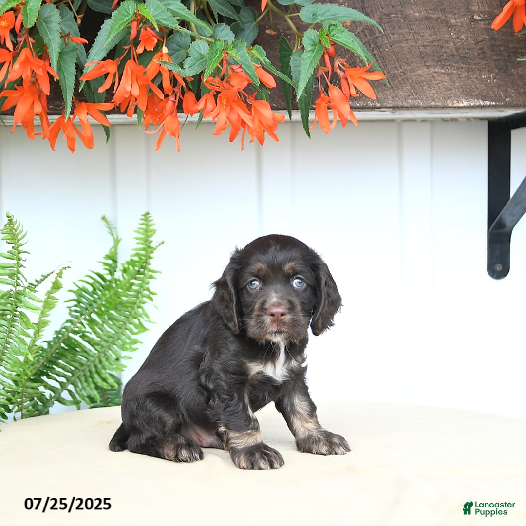 Cocker Spaniel dogs for sale: Nash - Image 2