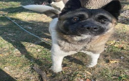 Akita dogs for sale: Esme - Image 5