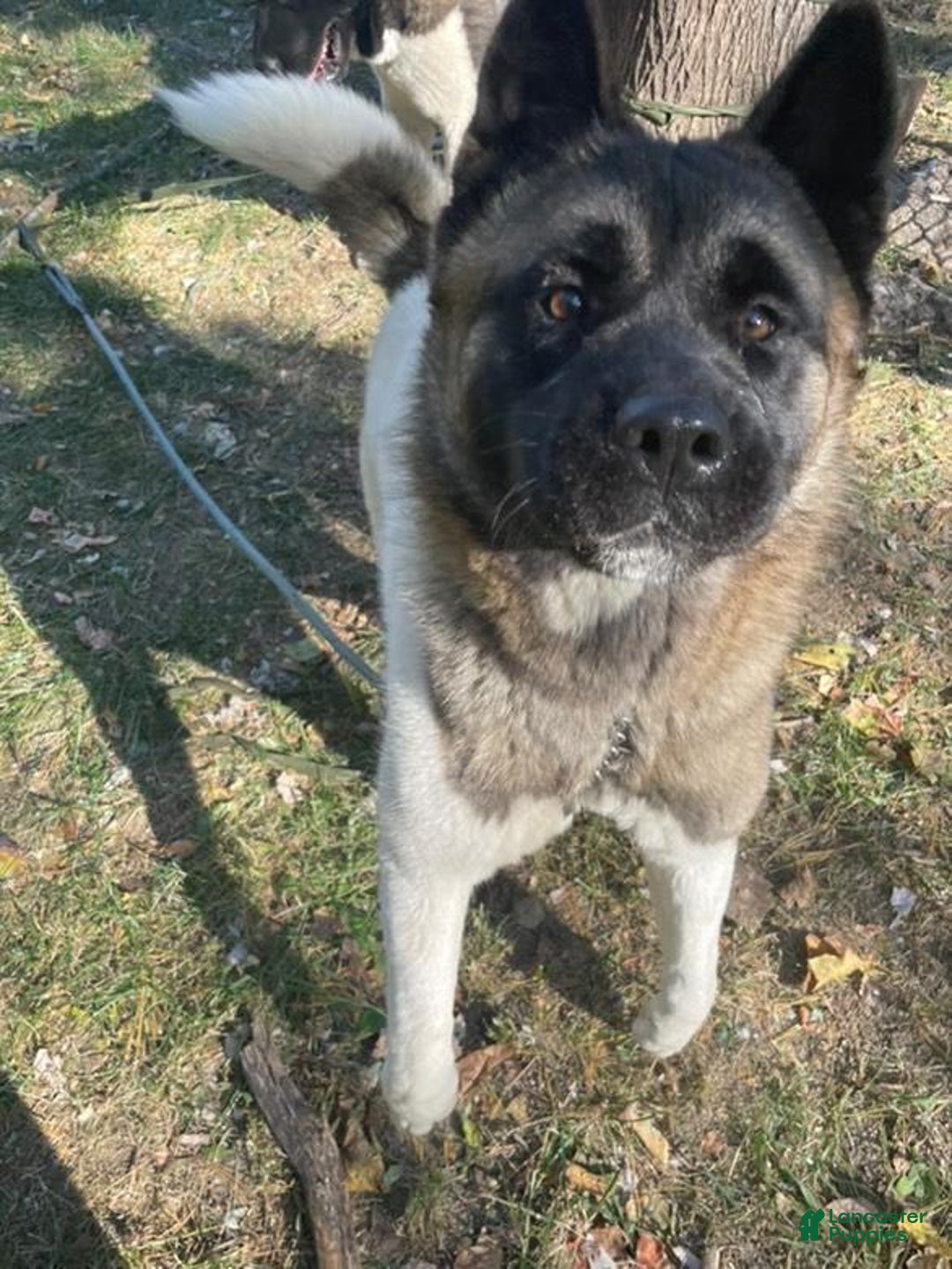 Akita dogs for sale: Esme - Image 5