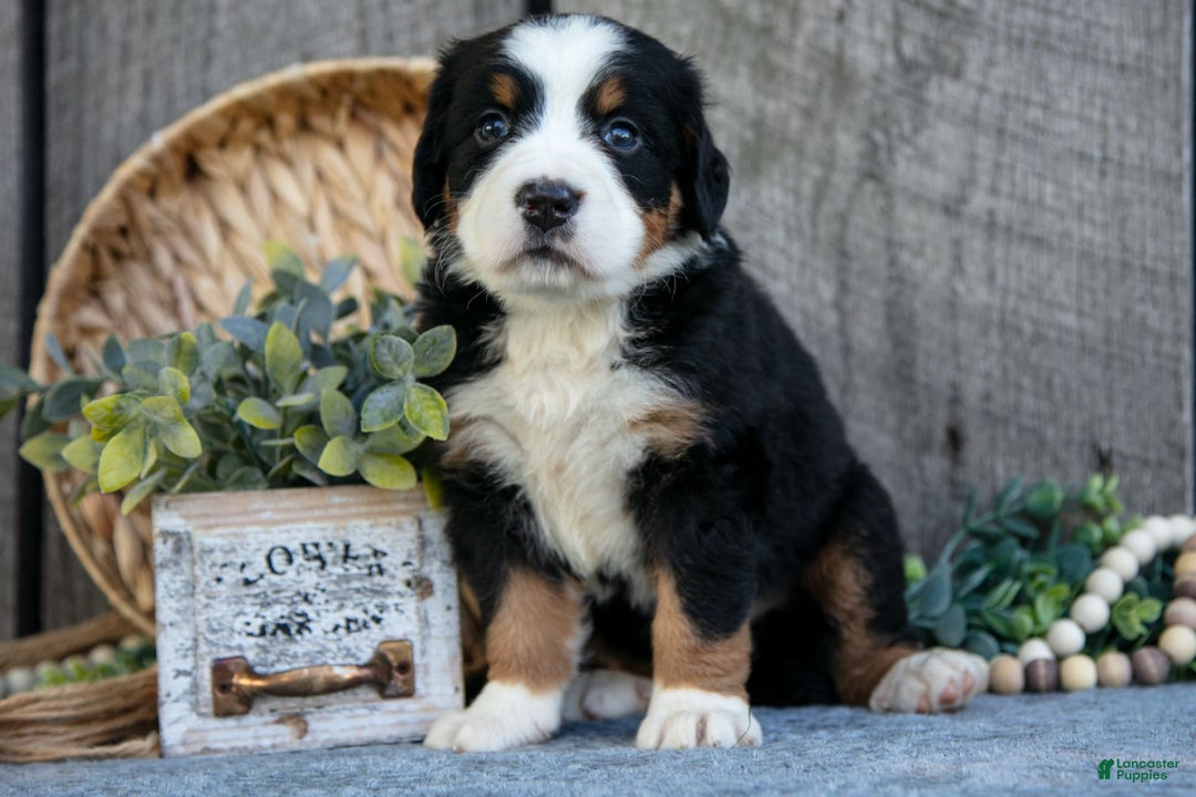 Bernese Mountain Dog dogs for sale: Bianca - Image 3