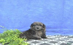 Mini Goldendoodle dogs for sale: Kai - Image 3