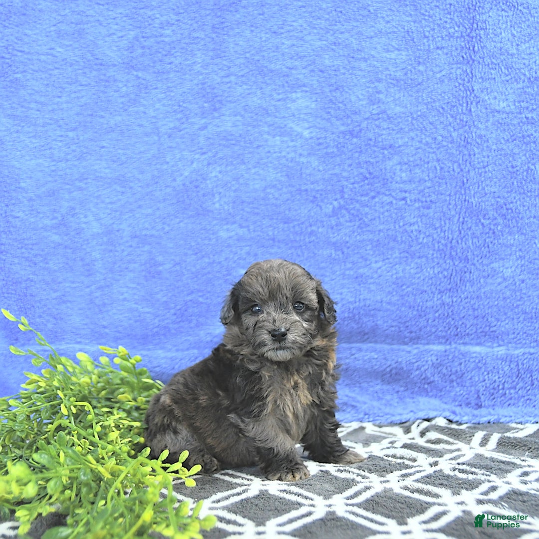 Mini Goldendoodle dogs for sale: Kai - Image 3