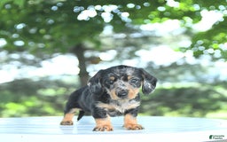 Miniature Dachshund dogs for sale: Fiona - Image 6