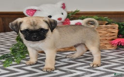 Pug dogs for sale: Sprinkles - Image 2