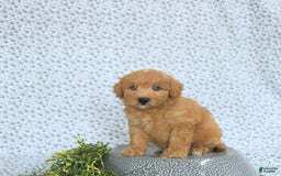 Mini Goldendoodle dogs for sale: Kassia - Image 12