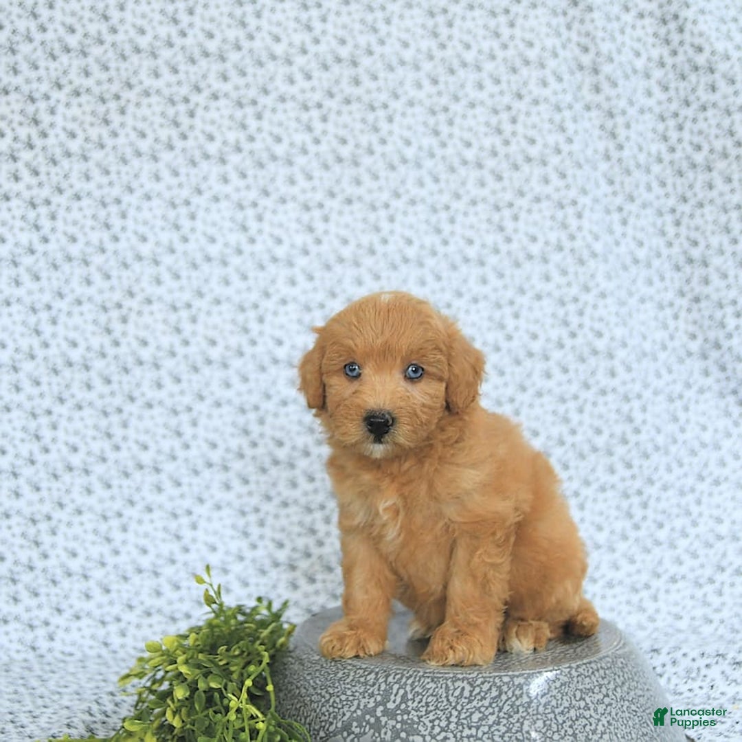 Mini Goldendoodle dogs for sale: Kassia - Image 12