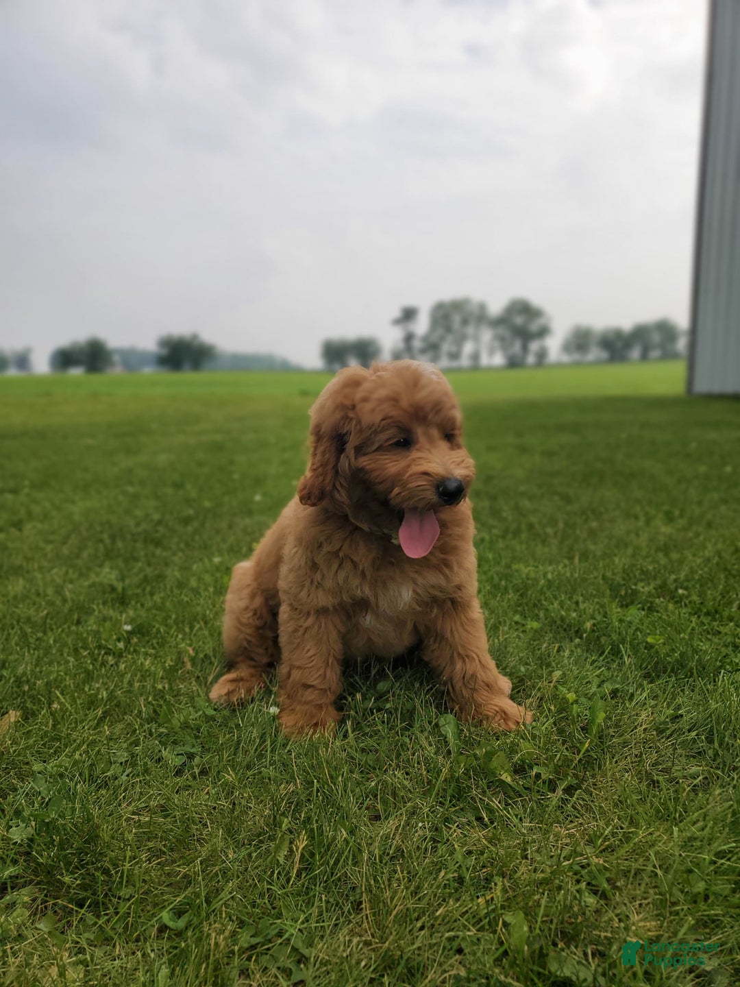 Mini Goldendoodle dogs for sale: Milo F1b - Image 22