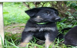 German Shepherd dogs for sale: Green Collar - Image 3