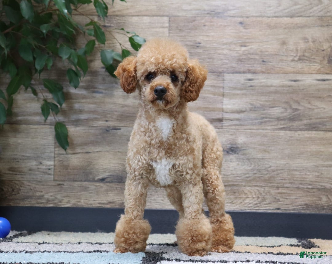 Mini Goldendoodle dogs for sale: Sandie - Image 8