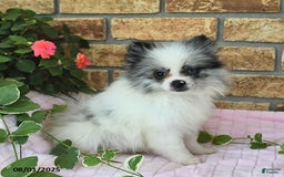 Pomeranian dogs for sale: Sparkle - Image 2