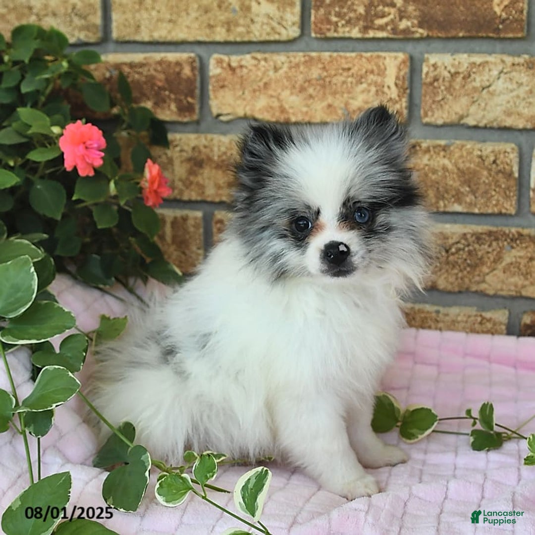 Pomeranian dogs for sale: Sparkle - Image 2
