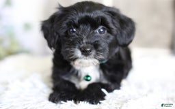 Yorkiepoo dogs for sale: Arrow - Image 17