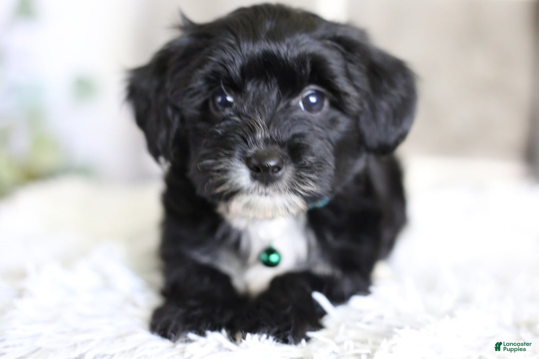 Yorkiepoo dogs for sale: Arrow - Image 17
