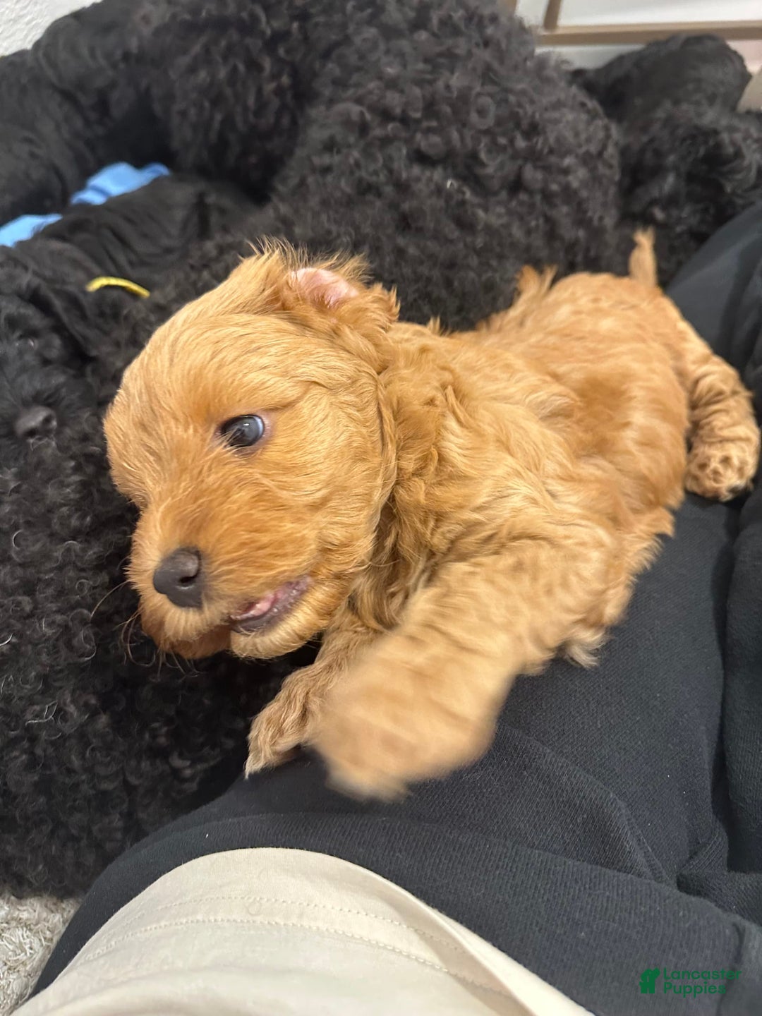 Mini Goldendoodle dogs for sale: Males Litter 2 - Image 36