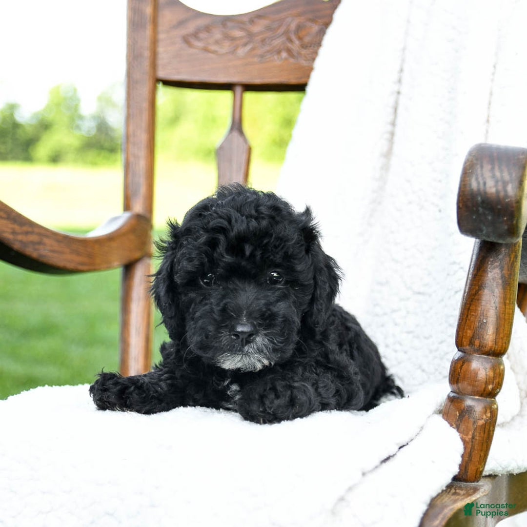 Havapoo dogs for sale: Parks - Image 4
