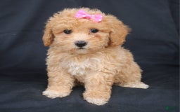 Bichpoo dogs for sale: Betsy - Image 2