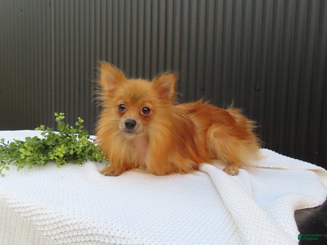 Pomeranian dogs for sale: Sandy - Image 13