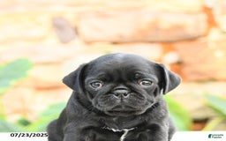 Pug dogs for sale: Jennie - Image 3