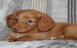 Miniature Dachshund dogs for sale: Zack - Image 16