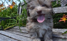 Havapoo dogs for sale: Zodiac - Image 12