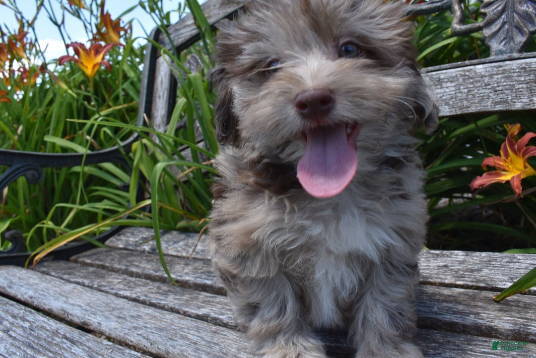 Havapoo dogs for sale: Zodiac - Image 12
