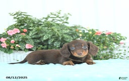 Miniature Dachshund dogs for sale: Nessa - Image 1