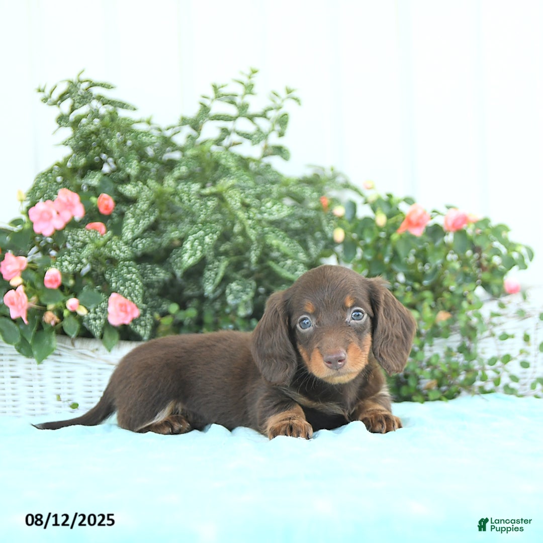 Miniature Dachshund dogs for sale: Nessa - Image 1
