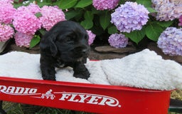 Cocker Spaniel dogs for sale: Leo - Image 3